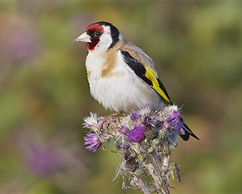 Steglits (European Goldfinch)