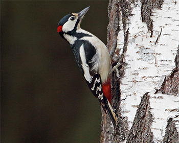 Större hackspett (Great Spotted Woodpecker) vid Mossbodarna, Borlänge