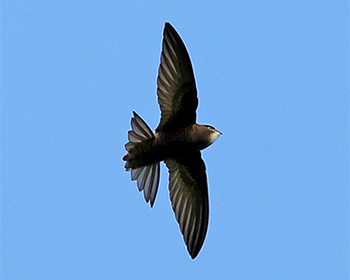 Tornseglare (Common Swift)