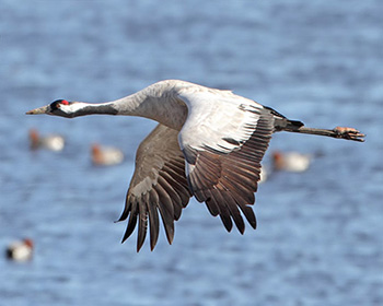 Trana (Common Crane)