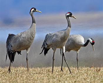 Trana (Common Crane)