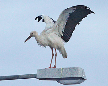 Vit stork (White Stork) vid 90-graderskurvan vid Skintebo