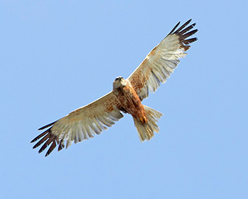 Brun kärrhök (Marsh Harrier)
