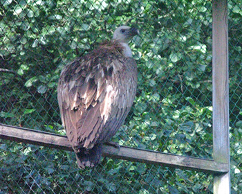 Gåsgam (Griffon Vulture)