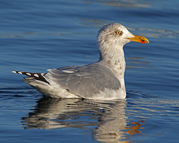 Gråtrut (Herring Gull)