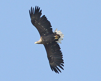 Havsörn (White-tailed Eagle)
