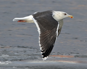 Havstrut (Great Black-backed Gull)