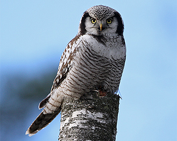 Hökuggla (Hawk Owl)