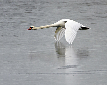 Knölsvan (Mute Swan)