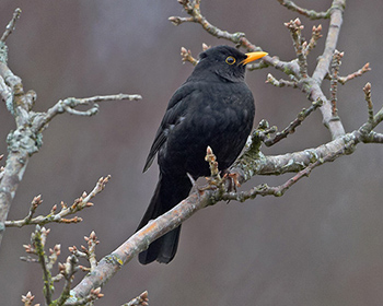 Koltrast (Blackbird)