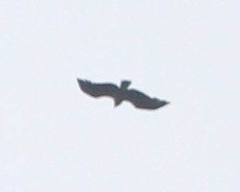 Mindre skrikörn (Lesser Spotted Eagle)