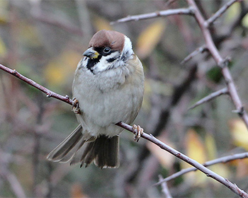 Pilfink (Tree Sparrow)