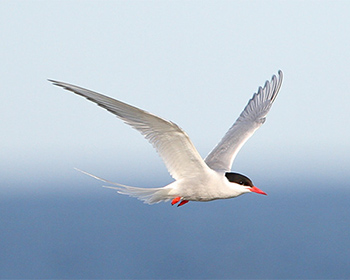 Silvertärna (Arctic Tern)