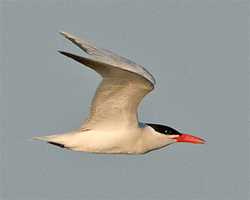 Skräntärna (Caspian Tern)