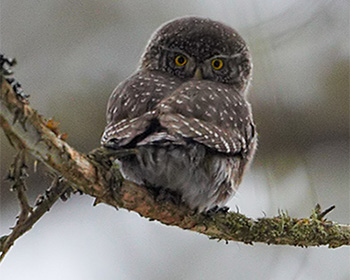 Sparvuggla (Pygmy Owl)