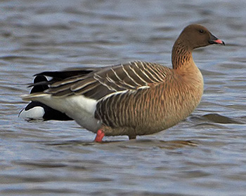 Spetsbergsgås (Pink-footed Goose)