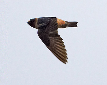 Stensvala (American Cliff Swallow)