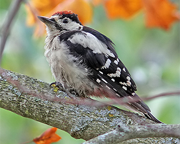 Större hackspett (Great Spotted Woodpecker)