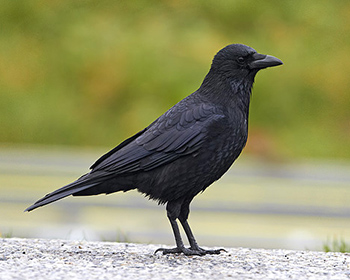 Svartkråka (Crow)