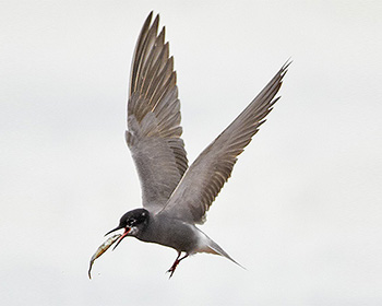 Svarttärna (Black Tern)