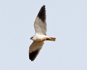 Svartvingad glada (Black-winged Kite)