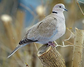 Turkduva (Collared Dove)