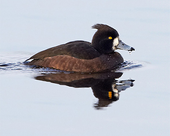 Vigg (Tufted Duck)