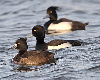Vigg (Tufted Duck)