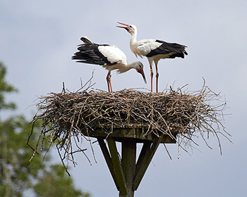 Vit stork (White Stork)