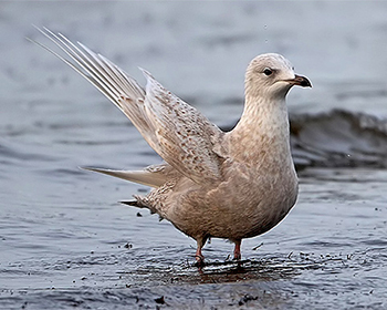 Vitvingad trut (Iceland Gull)