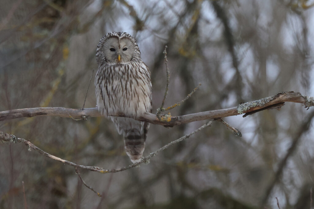 Slaguggla (Ural Owl) vid Silverfallet utanför Lerdala i Västergötland
