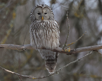 Slaguggla (Ural Owl) vid Silverfallet, Västergötland