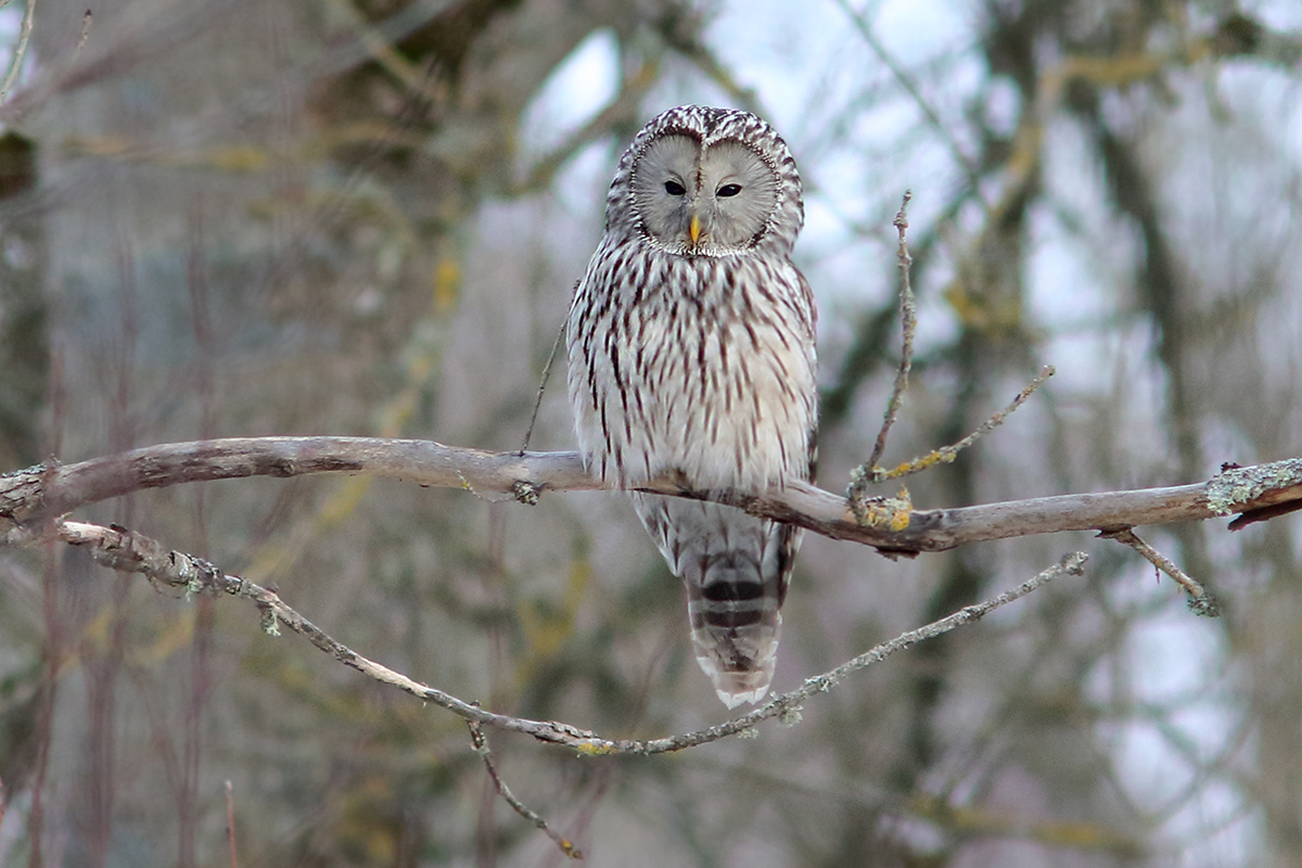 Slaguggla (Ural Owl) vid Silverfallet, Lerdala