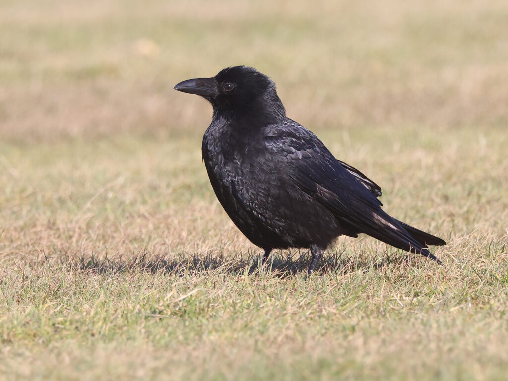 Svartkråka (Crow) vid Askimsbadet, Göteborg
