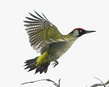 Gröngöling (Green Woodpecker)