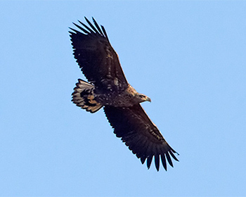 Havsörn (White-tailed Eagle)