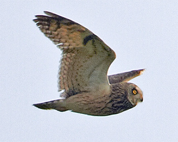 Jorduggla (Short-eared Owl)