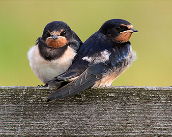 Ladusvala (Barn Swallow)