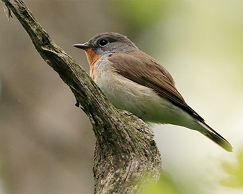 Mindre flugsnappare (Red-breasted Flycatcher)