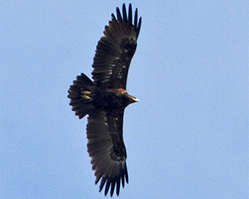 Större skrikörn (Greater Spotted Eagle)