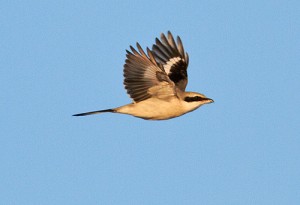 Varfågel (Great Grey Shrike)