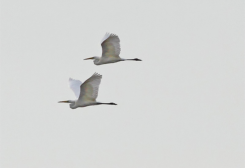 Ägretthäger (Great White Heron), Beijershamn, Öland