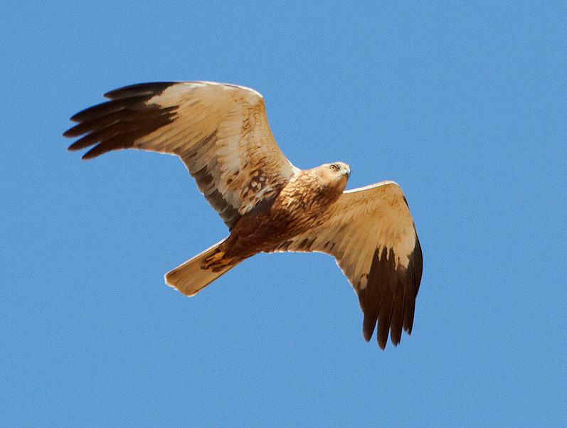 Brun kärrhök (Marsh Harrier), Morups Tånge, Halland