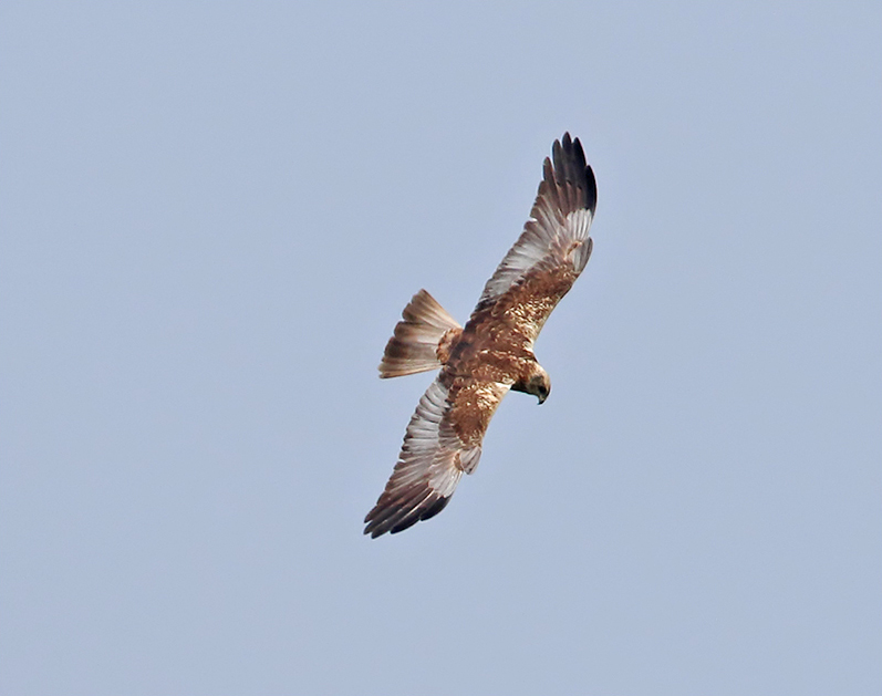 Brun kärrhök (Marsh Harrier), Ottenby, Öland