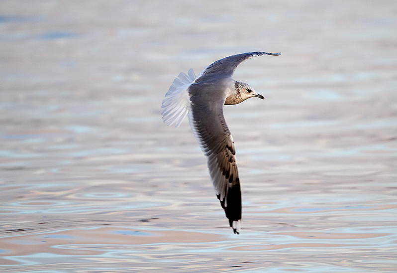 Fiskmås (Common Gull), Björnhuvudet, Öckerö