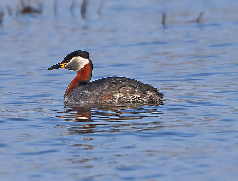 Gråhakedopping (Red-necked Grebe), Fågeludden, Hornborgasjön