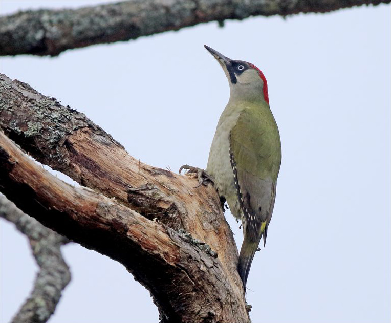 Gröngöling (Green Woodpecker) vid Amundövik, Göteborg