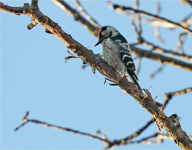 MIndre hackspett (Lesser Spotted Woodpecker) vid Stora Amundö, Göteborg
