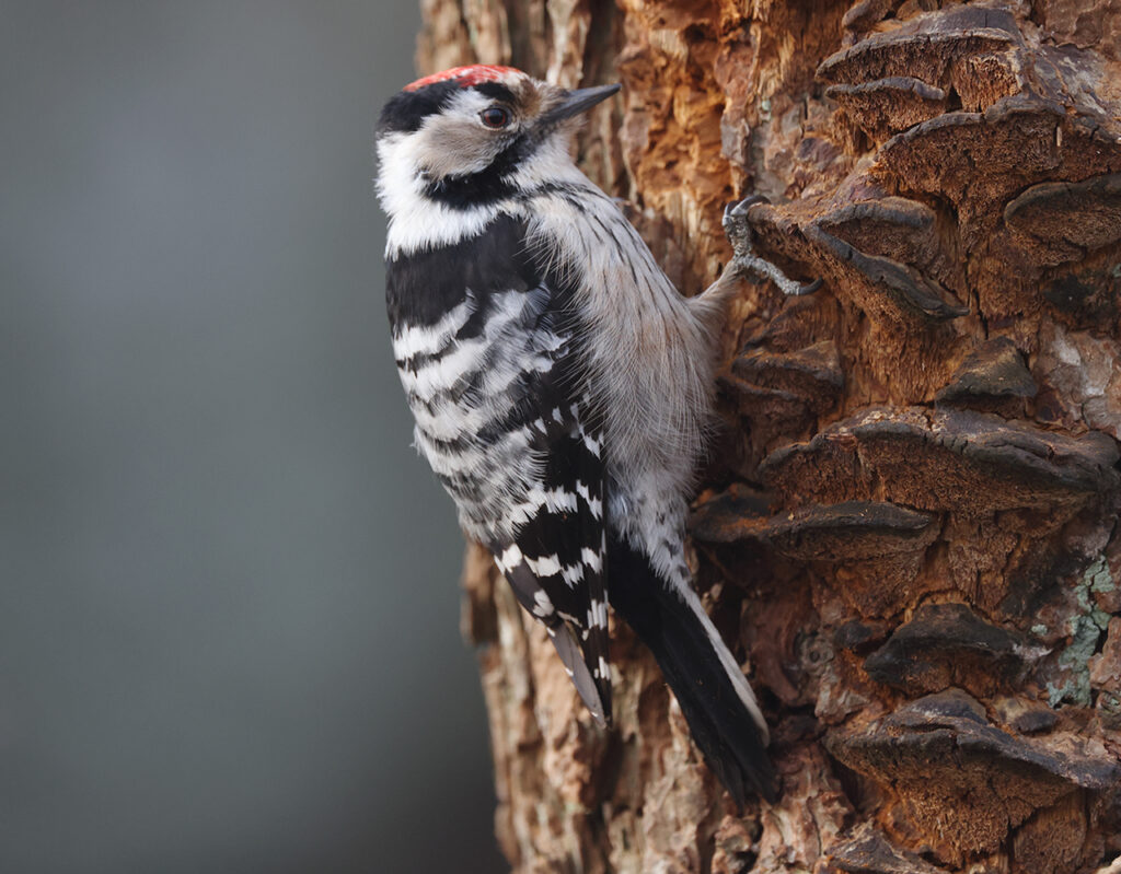 Mindre hackspett (Lesser Spotted Woodpecker) vid Stora Amundö utanför Göteborg