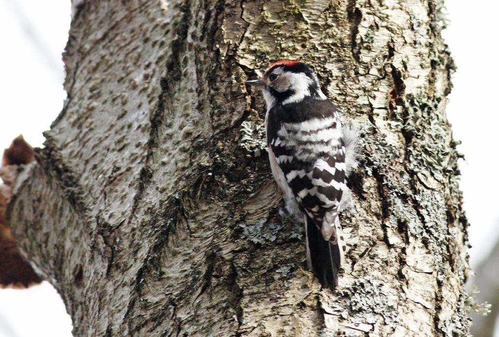 Mindre hackspett (Lesser Spotted Woodpecker), Stora Amundö, söder om Göteborg